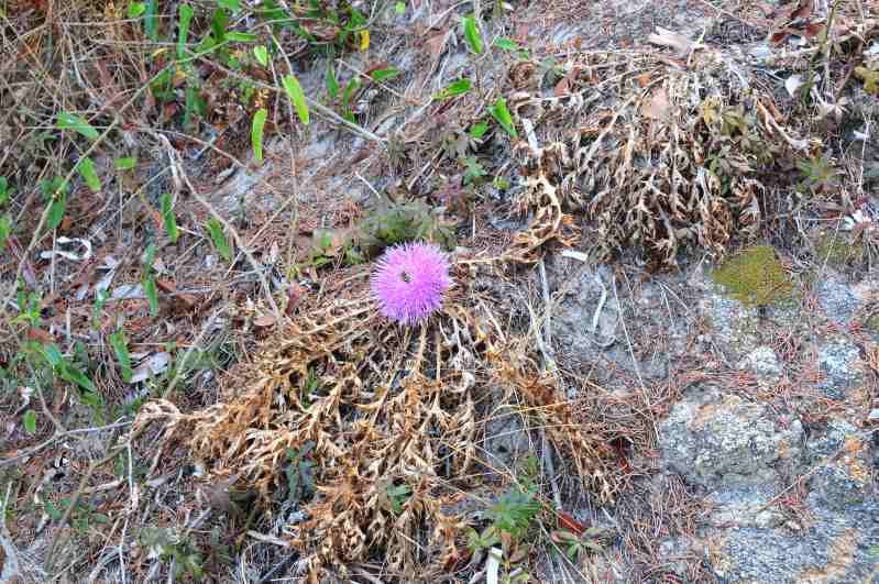 Carlina gummifera